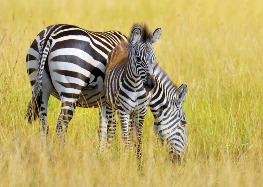 social behavior of zebras, including their herding nature