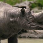 Arsinoitherium extinct animal