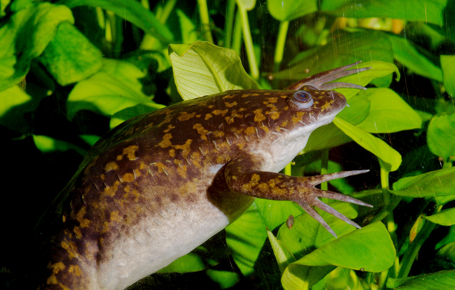 African clawed frog facts and features