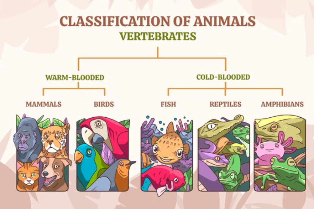 animal Classification terms 
