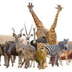 HOW ANIMALS ARE DIFFERENT FROM EACH OTHER?