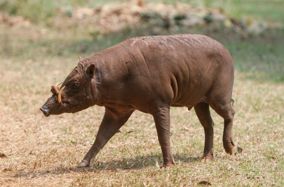 babirusa animal appearance features