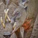 babirusa animal facts