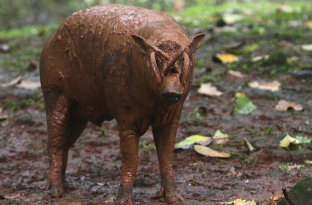 babirusa animal picture in Indonesia