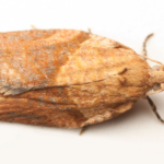 facts about apple moth