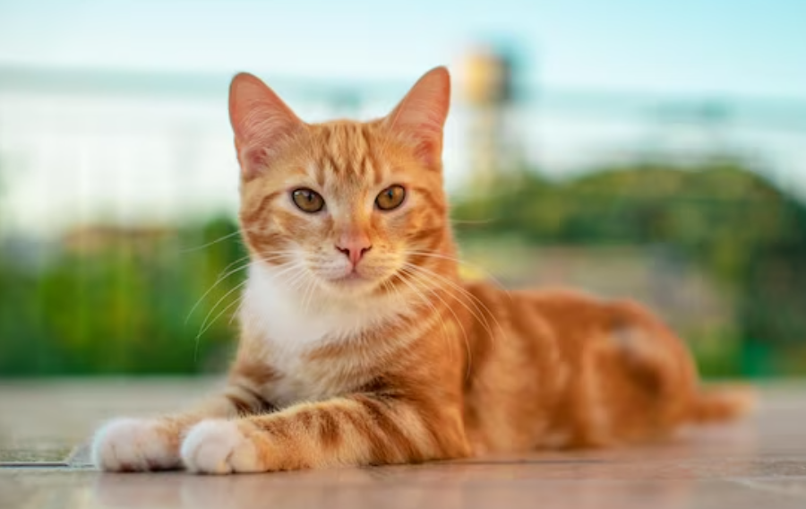 Top 10 Facts About Cats