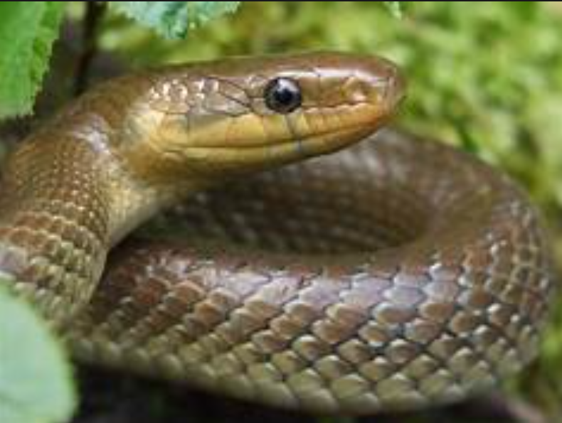 family life habitat of Aesculapian Snake