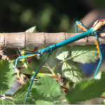 Achrioptera manga facts and characteristics