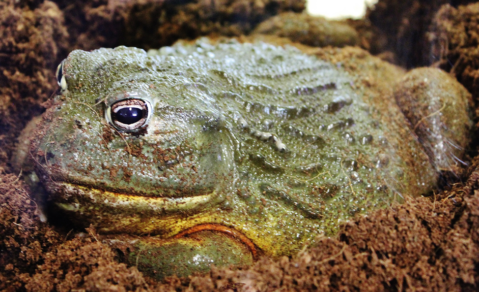 Africa bullfrog facts and habitat