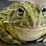 Africa bullfrog physical characteristics