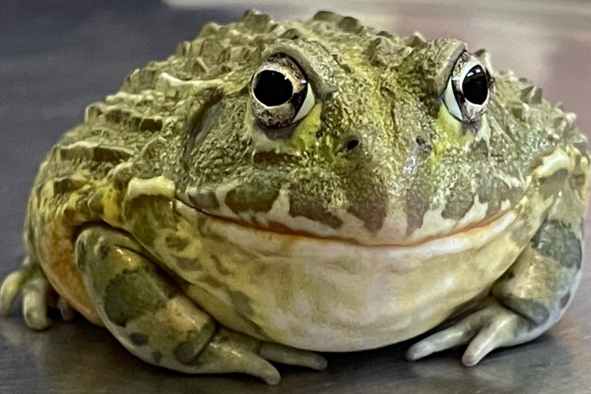 Top 10 Facts about African Bullfrog