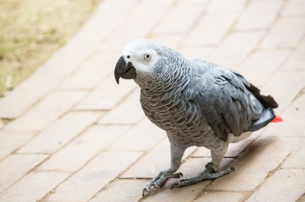 Africa grey parrot physical characteristics