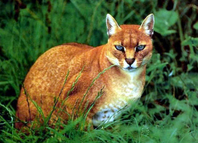 African Golden Cat features and pictures