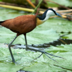 African Jacana