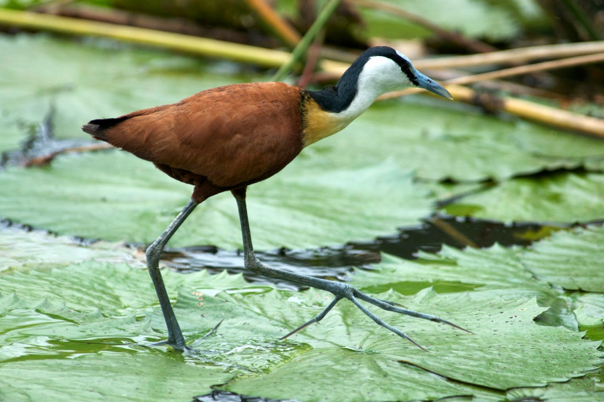Top 10 Facts about African Jacana