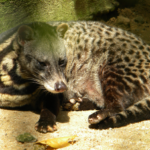 African Palm Civet physical features and habitat