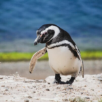 African Penguin physical features and habitat