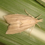 African Sugarcane Borer characteristics and features