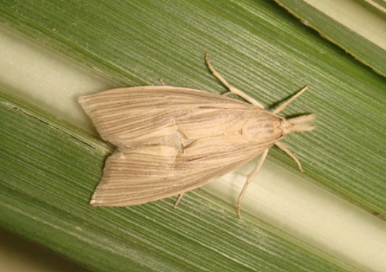 African Sugarcane Borer characteristics and features