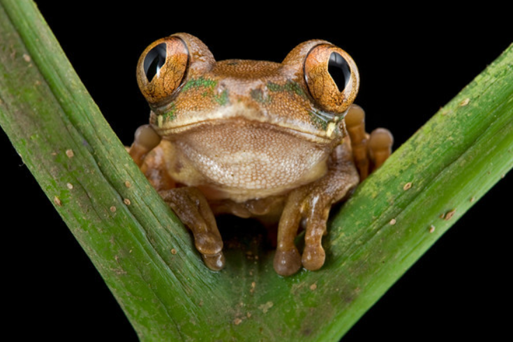 African Tree Toad facts and features