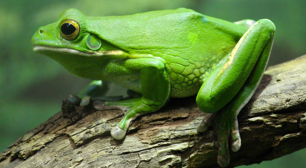 African Tree Toad physical features and habitat