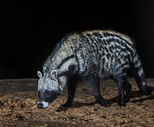 Top 10 Facts about African Civet