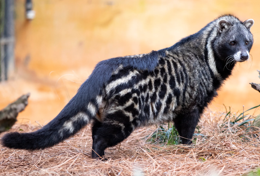 African civet physical characteristics 