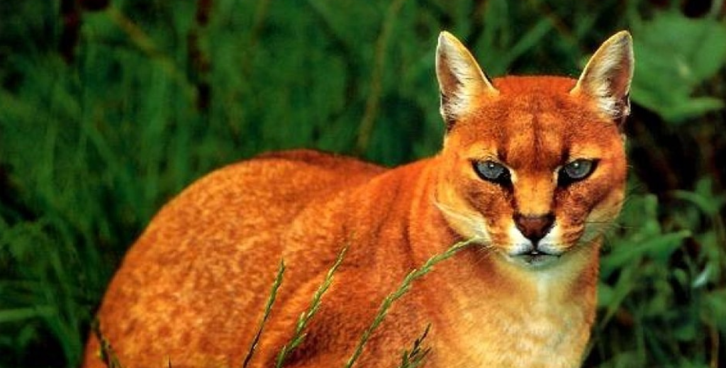 African golden cat facts and characteristics