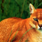 African Golden Cat Grooming Diet and Exercise