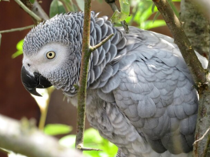 Top 10 Facts about African Grey Parrot