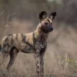 African wild dog facts and features