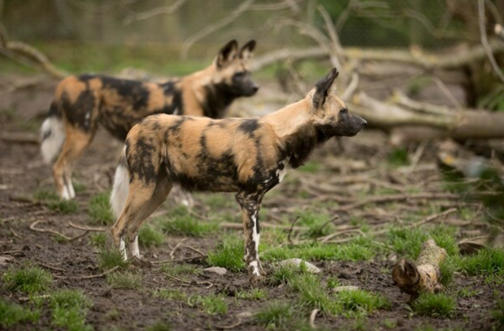 African wild dog habitat and facts