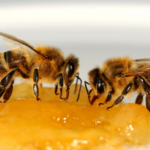 Africanized bee physical features and habitat