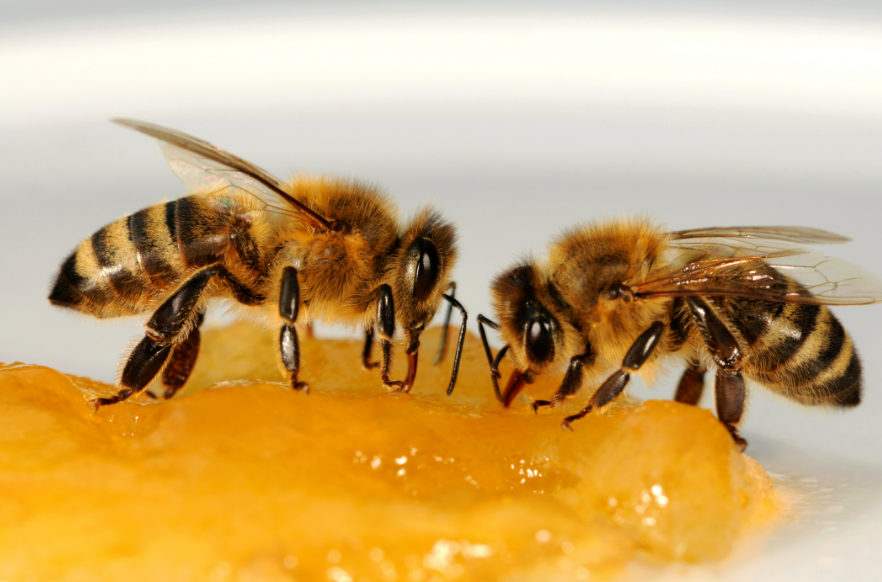 Top 10 Facts about Africanized bee