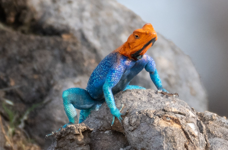 Agama Lizard physical features and habitat