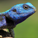 Agama Lizard facts and features