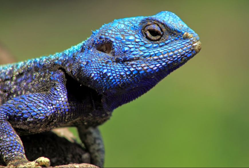 Top 10 Facts about Agama Lizard