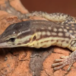 Facts about Ackie Monitor