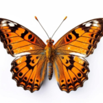 admiral butterfly life history characteristics
