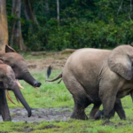 Africa elephants facts animal