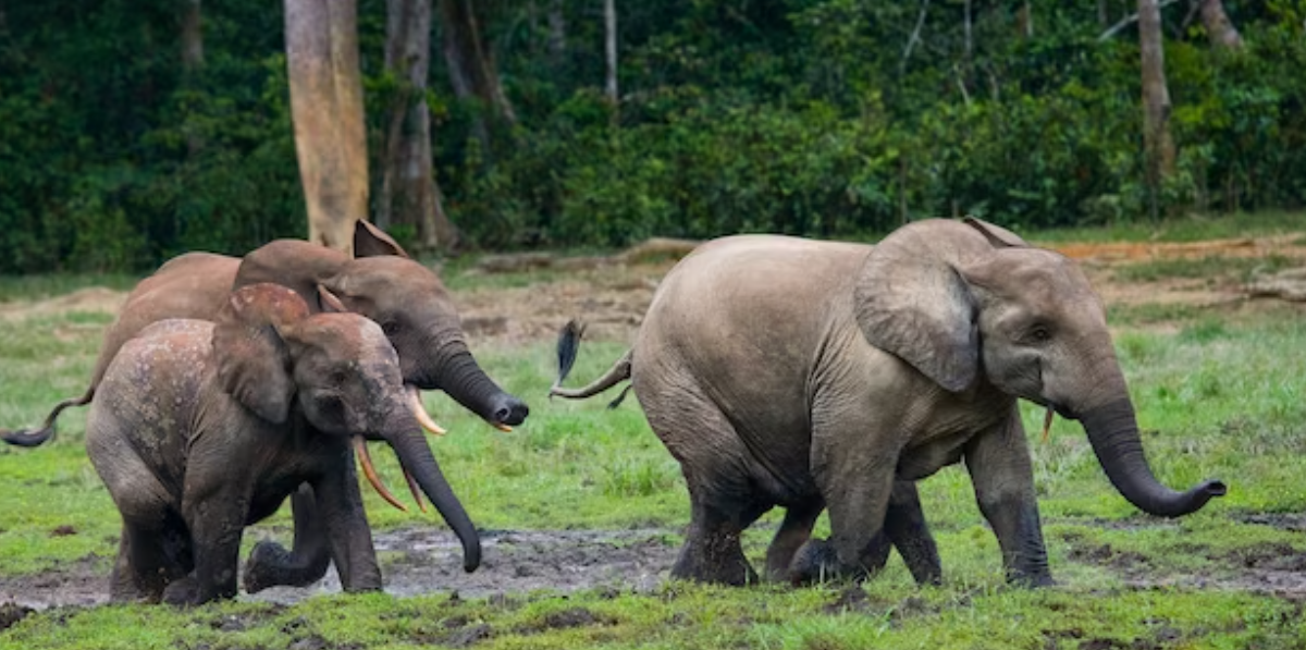 Top 10 Facts about African Elephant