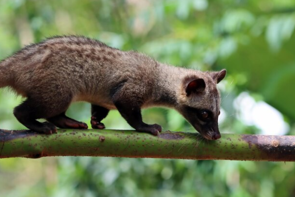 African palm civet facts and characteristics