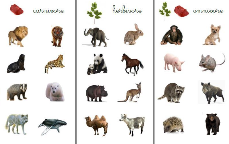 animals food type