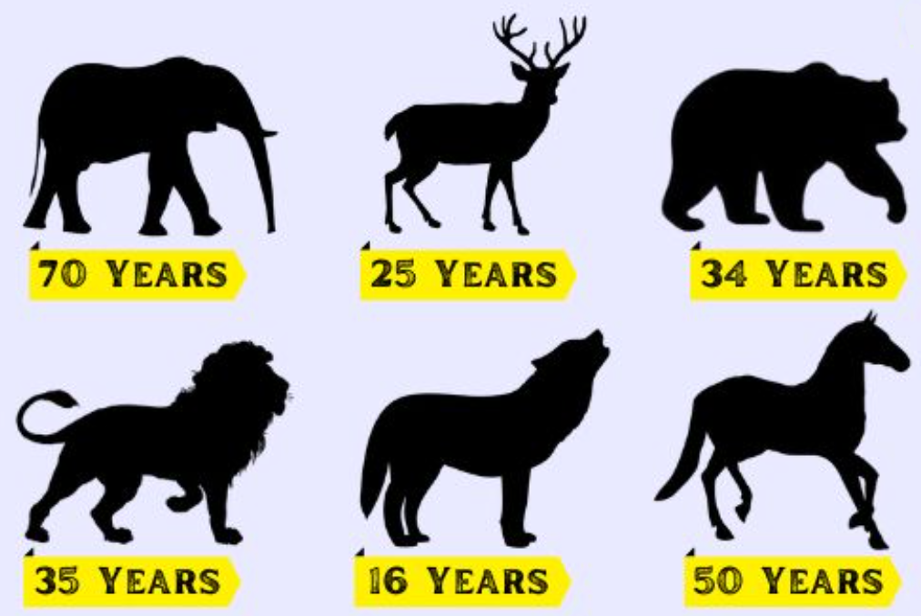 Animals life span