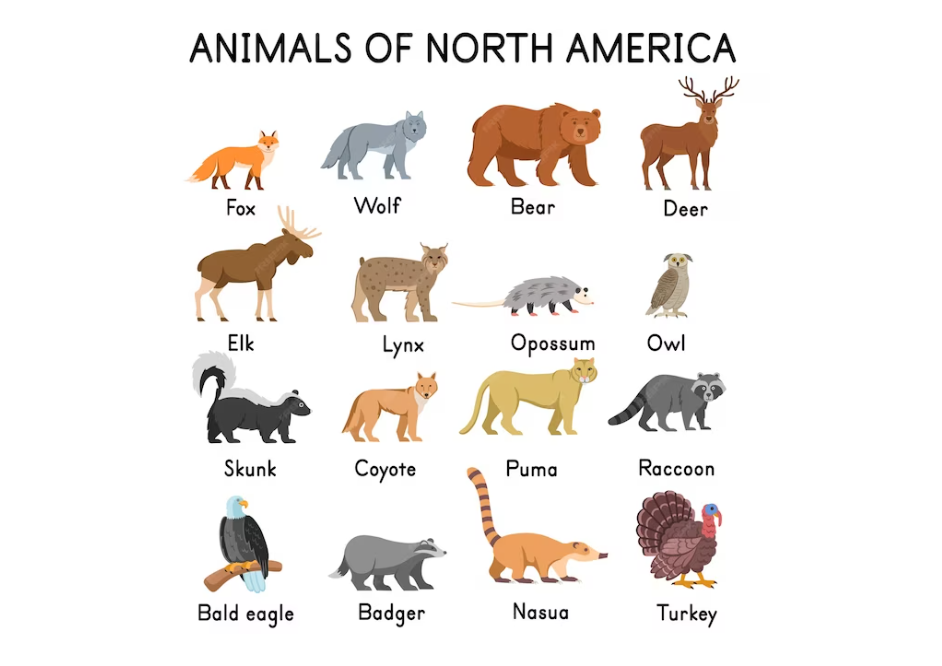 animals of north America