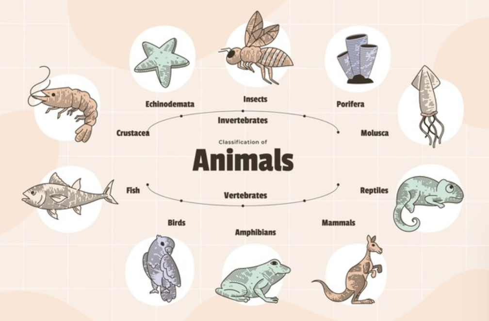 classification of animals all around the world