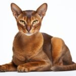 facts about Abyssinian cats