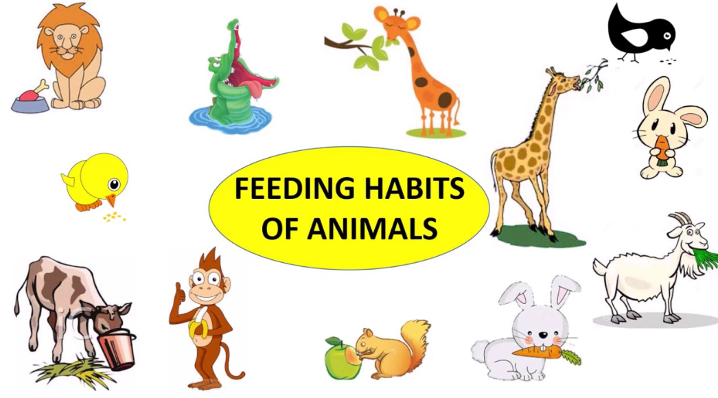 feeding habits of animals