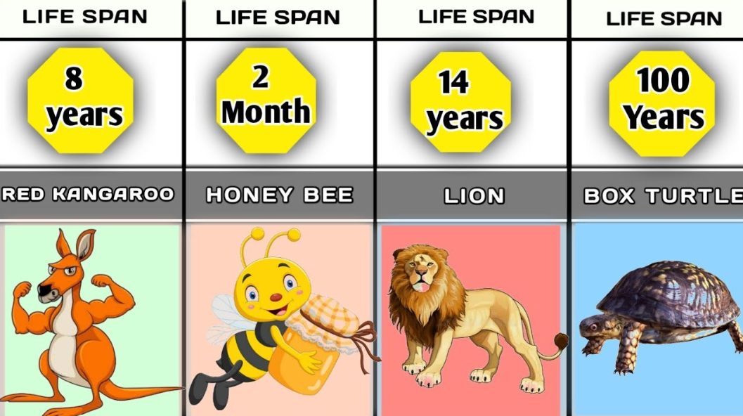 life span of animals