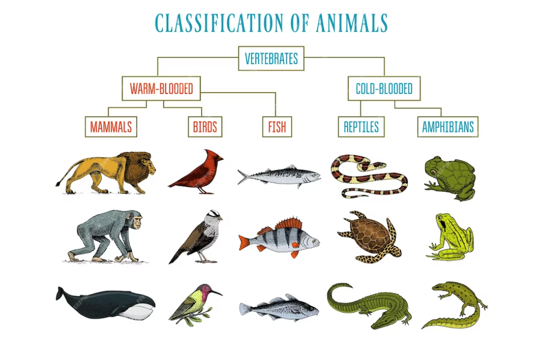 classification of animals Types of animals